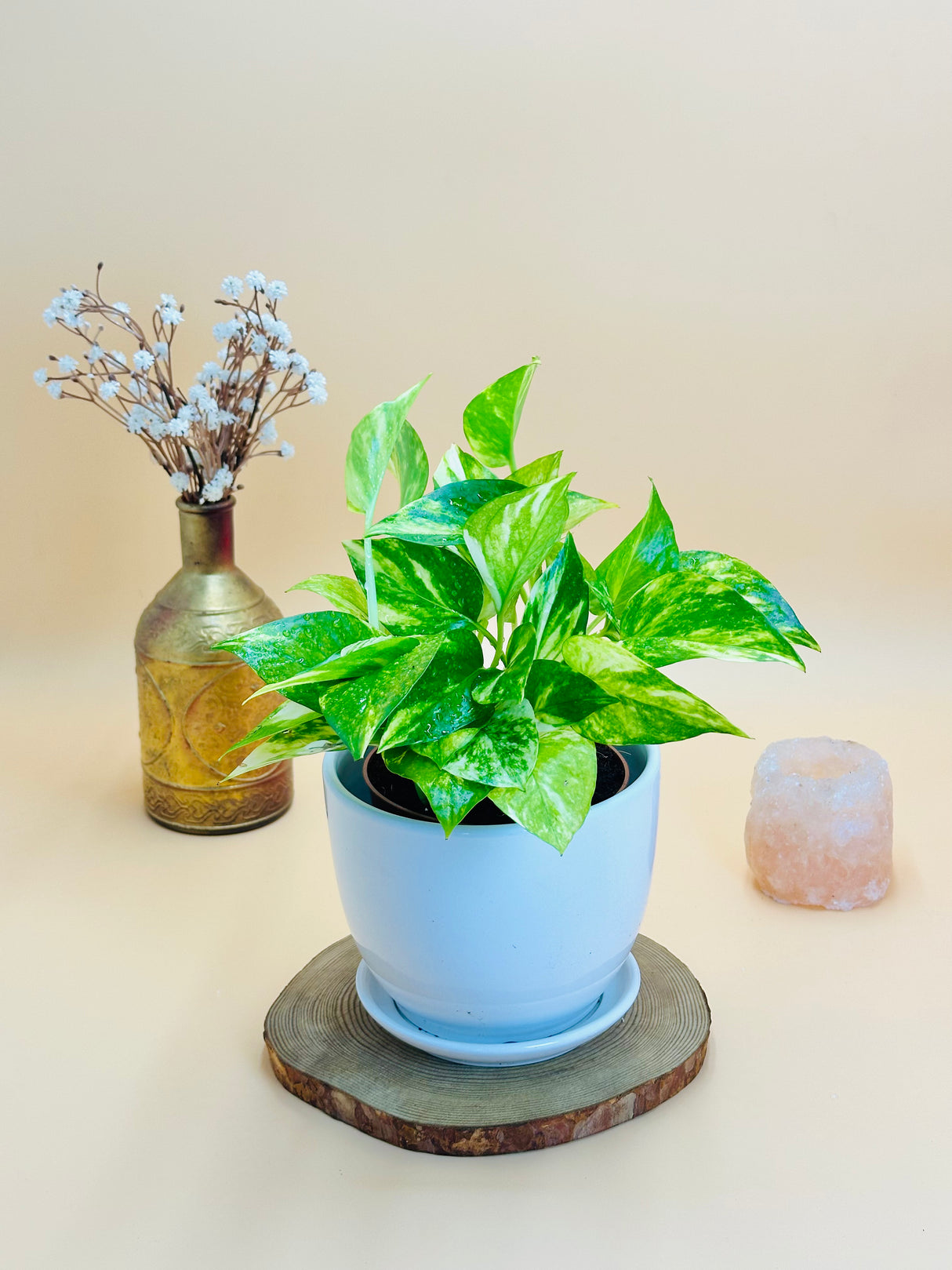 Golden Pothos With Ceramic Pot