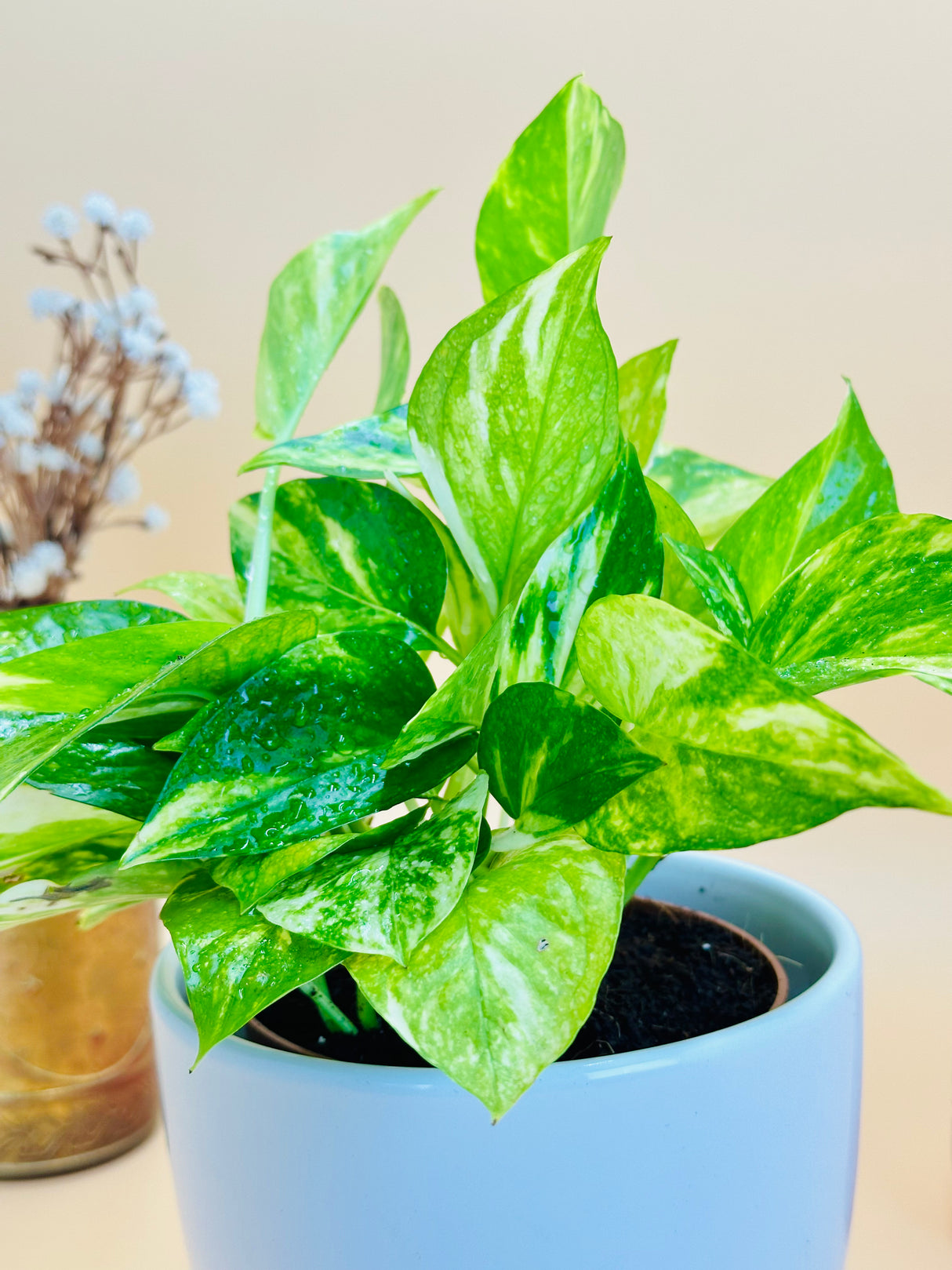 Golden Pothos With Ceramic Pot