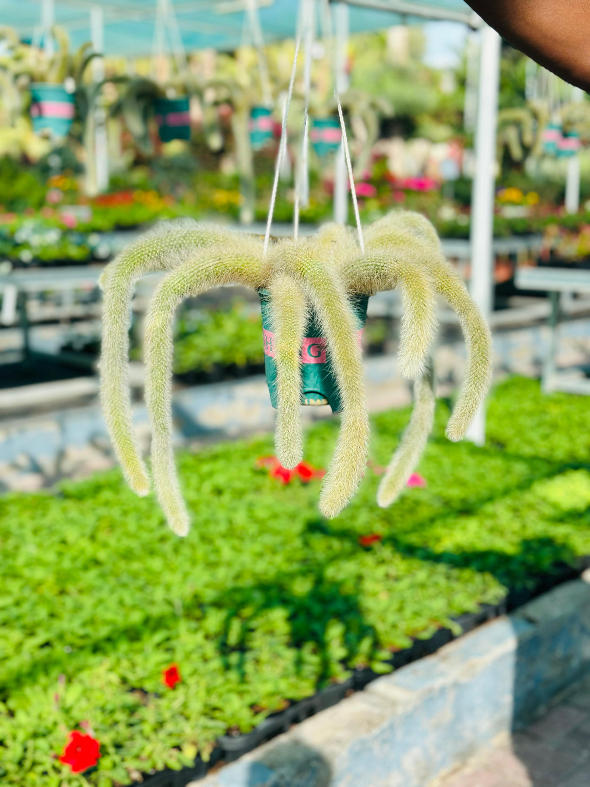 Monkey Tail Cactus Hanging  - Cactus Plant
