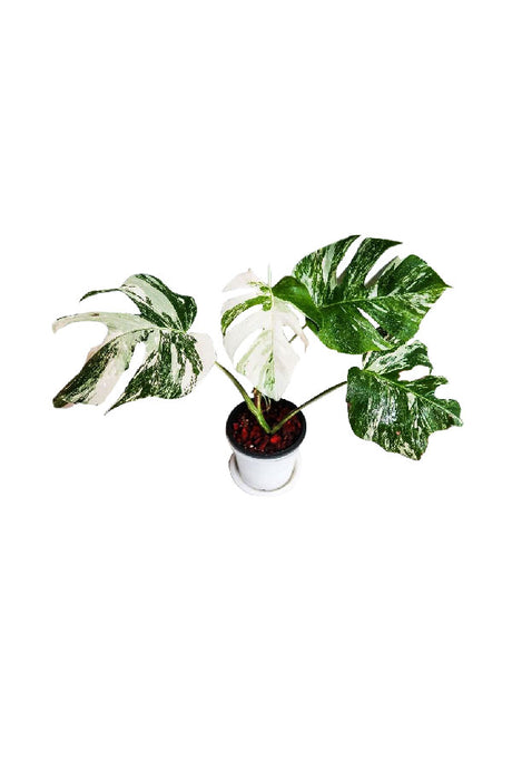 Monstera Albo Variegated with large split leaves and creamy white variegation in a designer indoor pot