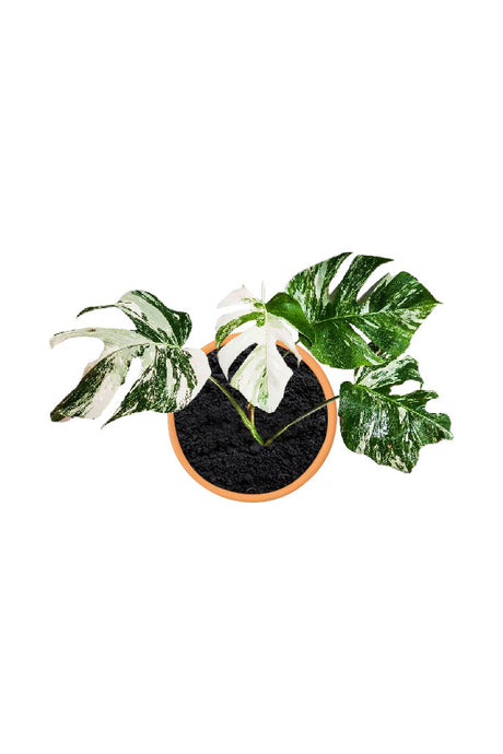 Monstera Albo Variegated – Rare White Marbled Swiss Cheese Plant