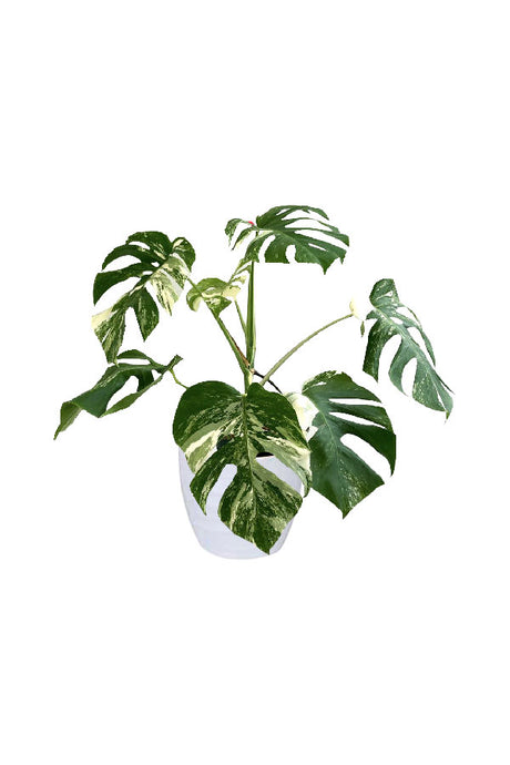 Monstera Borsigiana Albo Tiger with white and green variegated leaves, displayed in a minimalist indoor pot