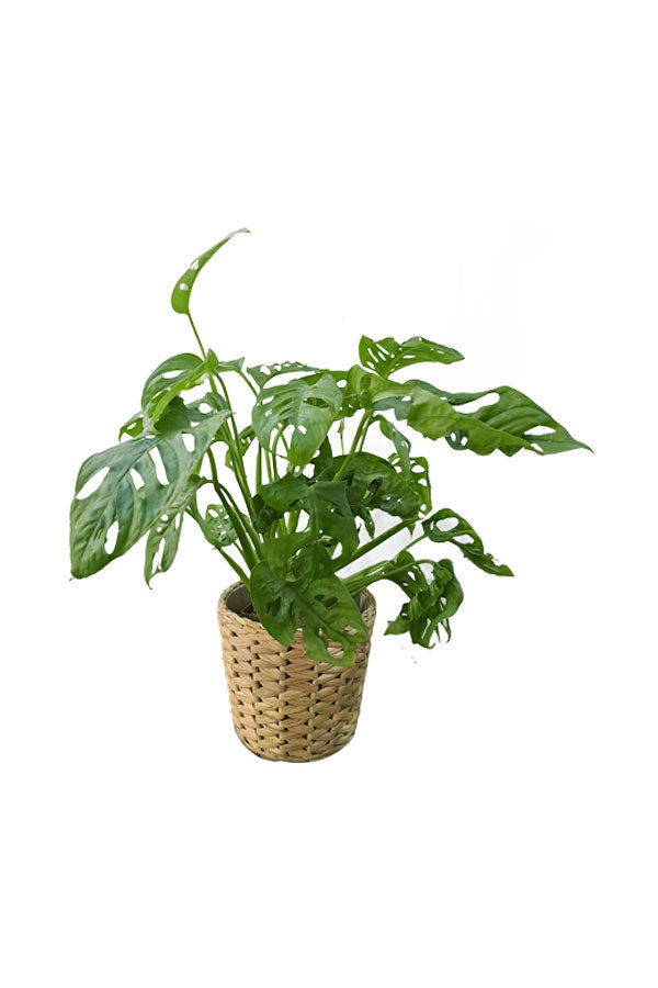 Monstera Obliqua in Cane Pot - Office Plant | Stylish Indoor Greenery for Modern Offices in Dubai