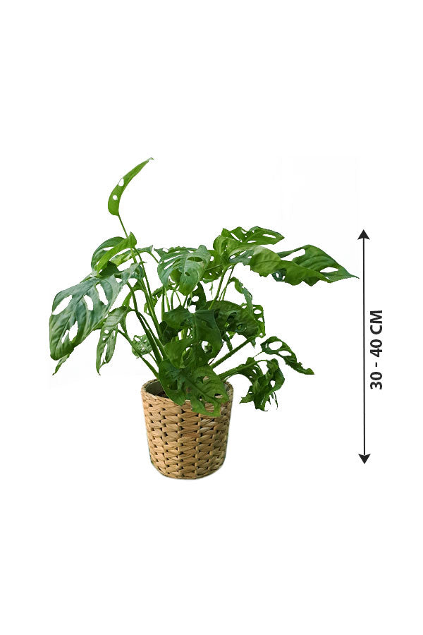 Monstera Obliqua In Cane Pot - Office Plant