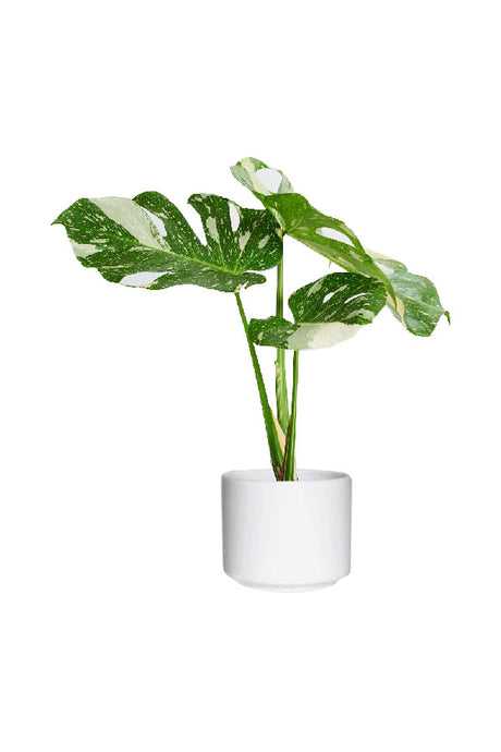 Monstera Thai Constellation – Variegated indoor plant with marbled white and green split leaves, available in Dubai UAE