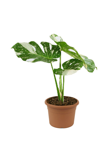 Monstera Thai Constellation – Rare Variegated Indoor Statement Plant