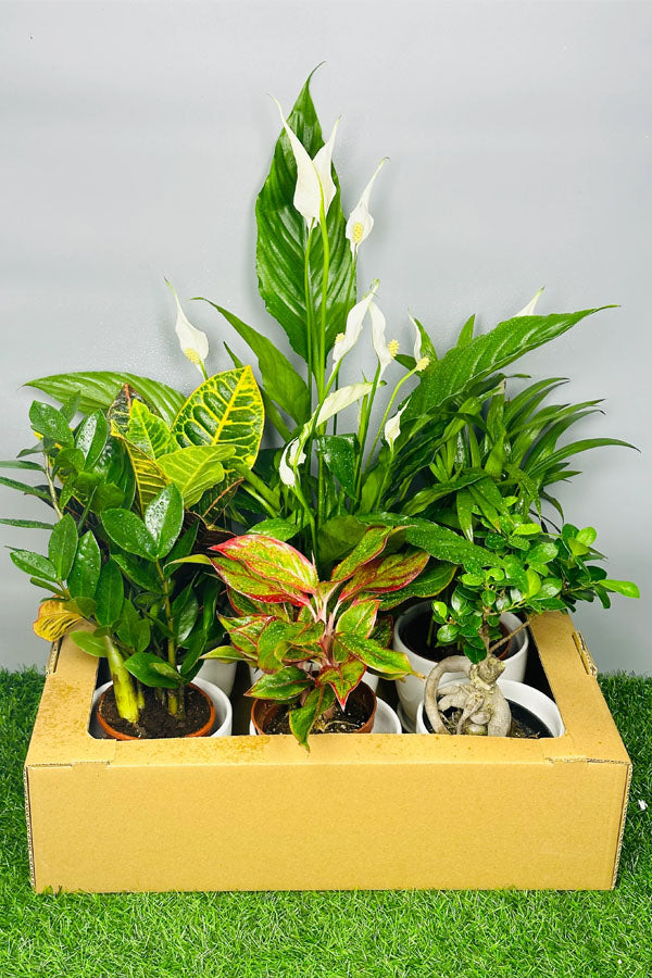 Monthly Plant Box