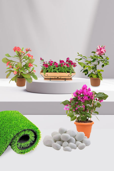Graceful Flowering Plants collection featuring vibrant, colorful blooms for home gardens and indoor decor
