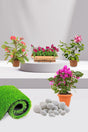 Graceful Flowering Plants collection featuring vibrant, colorful blooms for home gardens and indoor decor