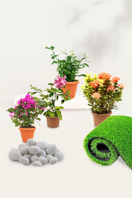 Dazzling Flowering Plants collection featuring colorful, long-lasting blooms for home and garden decor