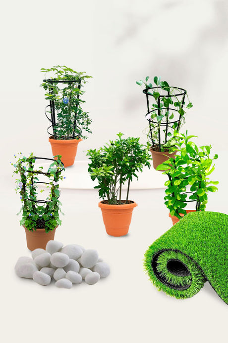 Beautiful creeping flowering plants for gardens, balconies, and landscapes in Dubai