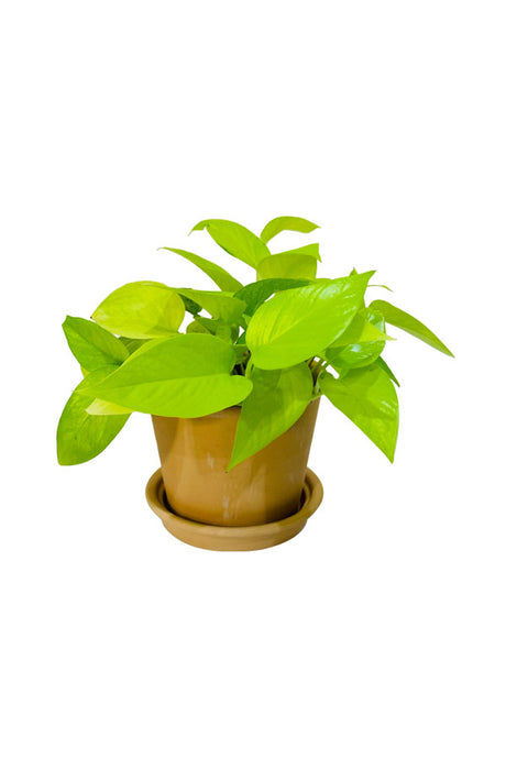 Neon Pothos plant in terracotta clay pot – vibrant indoor air-purifying plant UAE