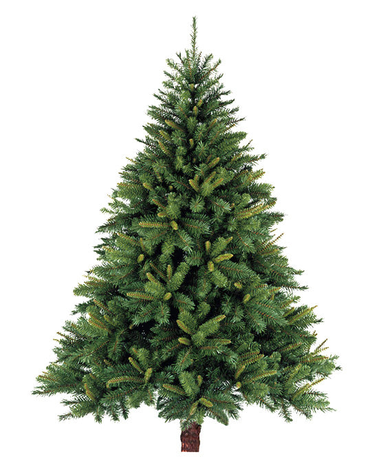 Nordmann Fir Holland Indoor Tall Plant Rental (12–14 ft) – Grand Indoor Tree Setup in Dubai Event Venue