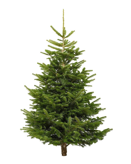 Nordmann Fir Holland Indoor Tall Plant Rental (9-10 ft) – Festive Indoor Tree in Dubai Interior