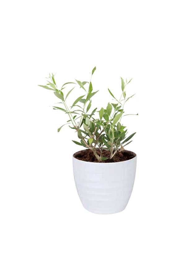 Olive Dwarf Indoor-In White Ceramic Pot