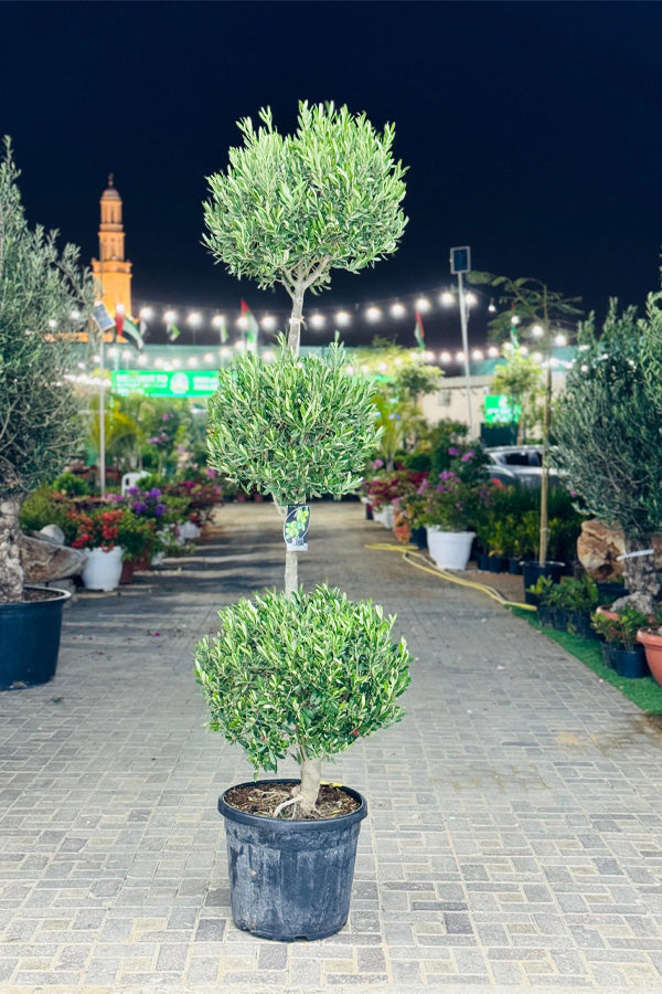 Olive Tree - Olea Europaea Multi-Trunk