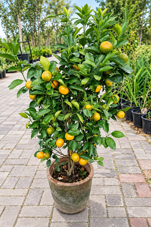 Orange Tree - Citrus Sinensis