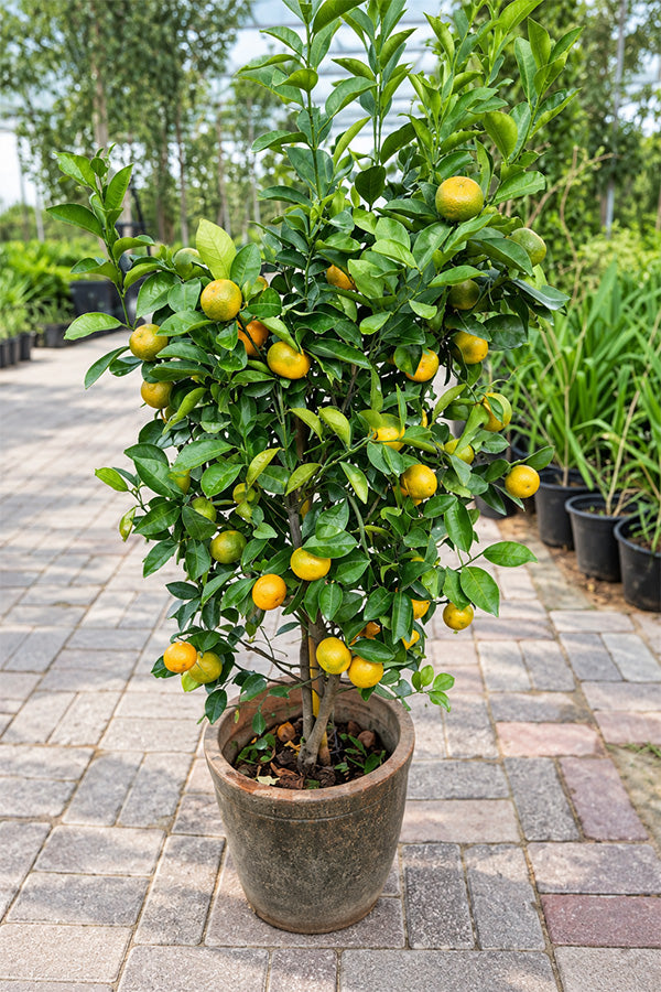 Orange Tree - Citrus Sinensis