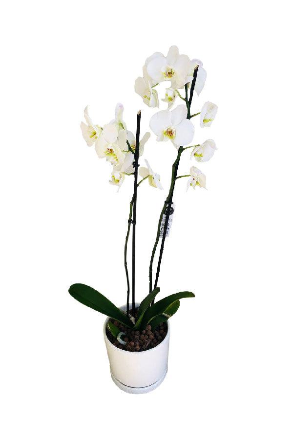 Orchid Phalaenopsis - Double Stem Orchid Plant - Elegant Indoor Flowering Orchid