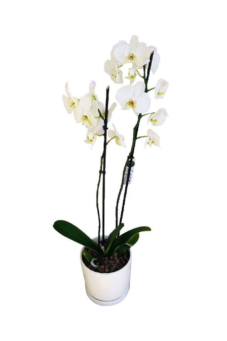 Orchid Phalaenopsis - Double Stem Orchid Plant - Elegant Indoor Flowering Orchid