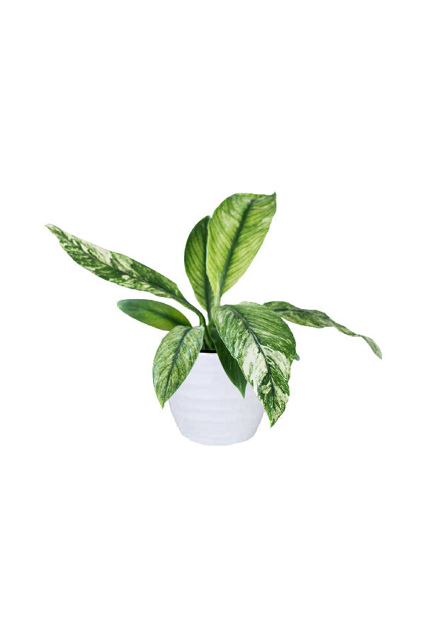 Spathiphyllum Sensation Variegated – Indoor plant with bold green and white-striped foliage