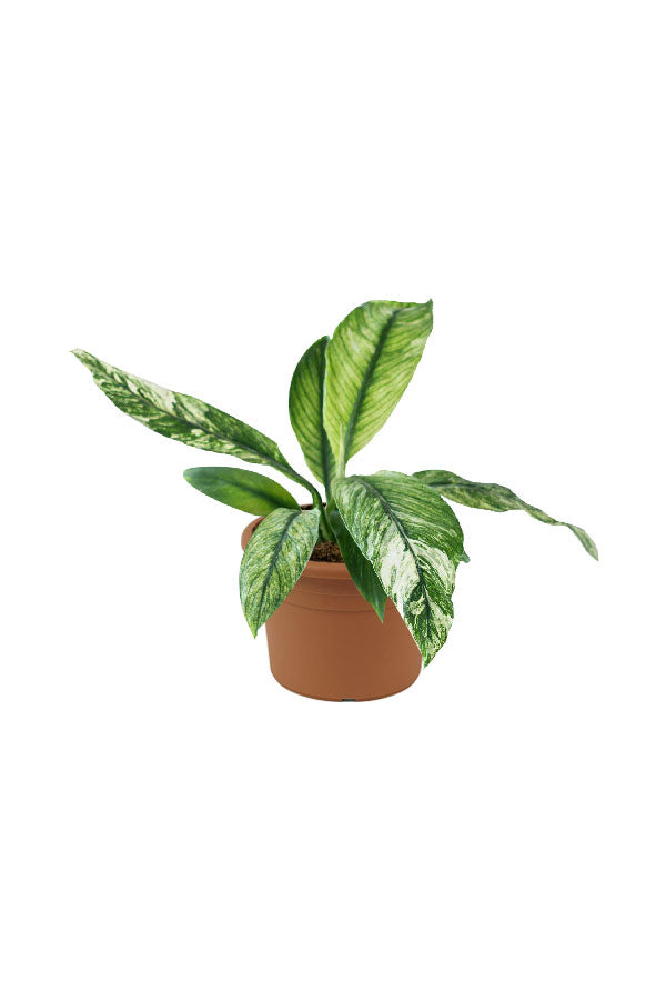 Spathiphyllum Sensation Variegated – Large Leaf Variegated Peace Lily