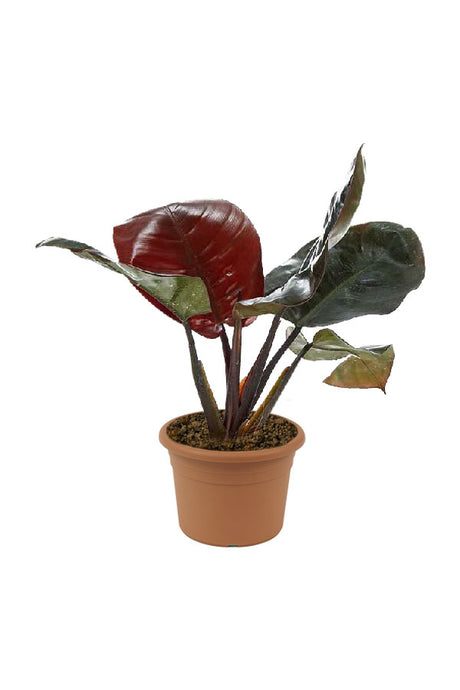Philodendron Black Congo – Bold Dark Leaf Indoor Foliage Plant