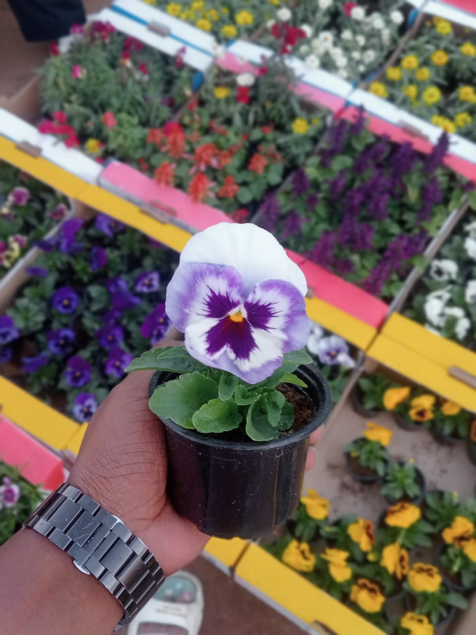 Pansy Plant - Viola Tricolor Var. Hortensis - Plantsworld.ae