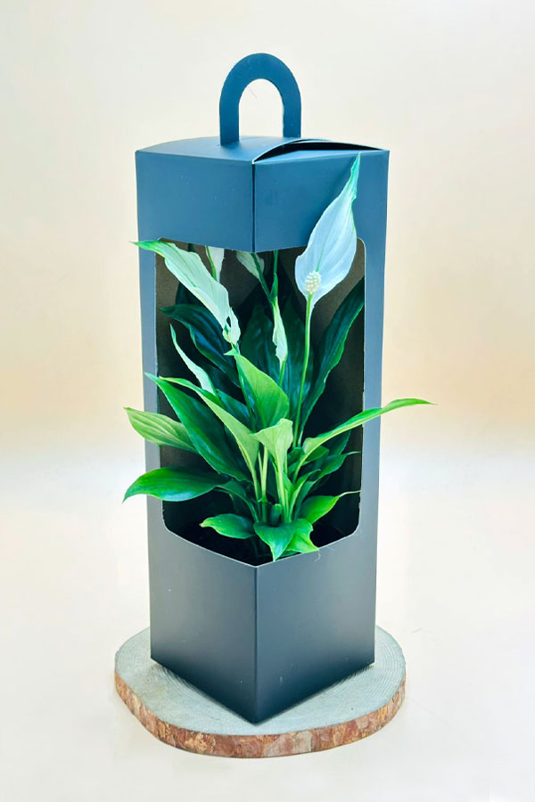 Mini Peace Lilly in a gift box – perfect air-purifying plant for gifting or home décor from PlantsWorld.ae