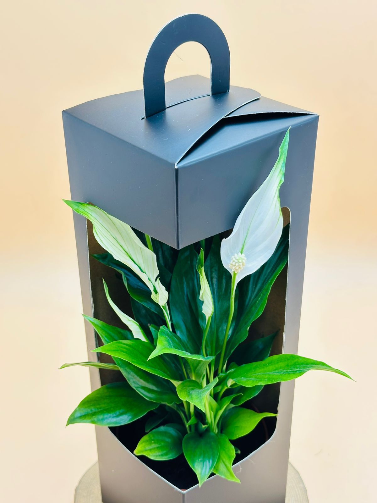Mini Peace Lilly With Boxed