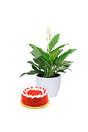 Peace Lily plant in a decorative pot with a delicious cake, perfect for Valentine’s Day gifting
