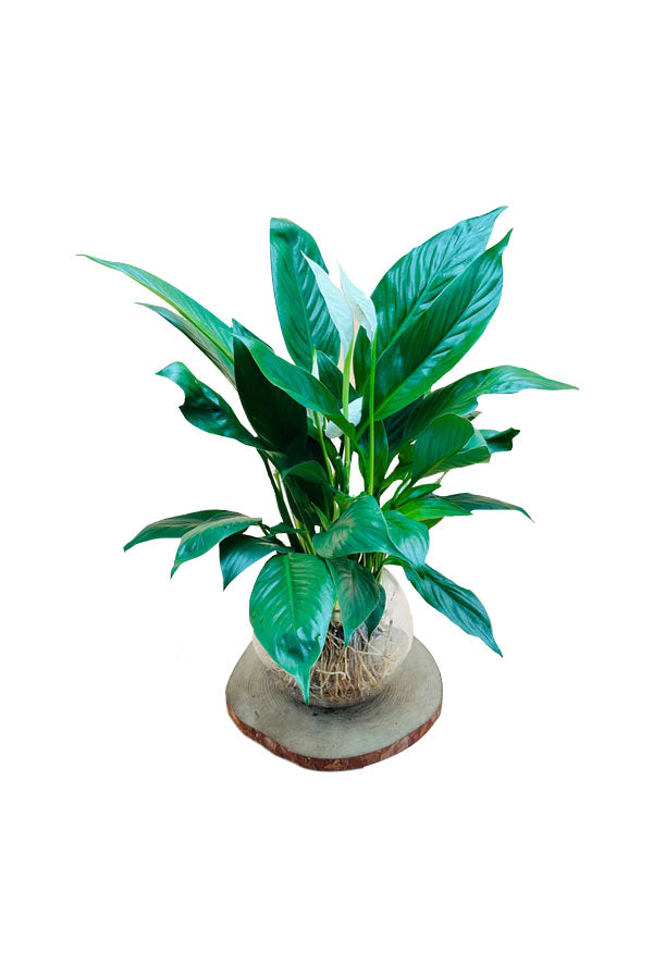 Peace Lily - Spathiphyllum-Water Plant