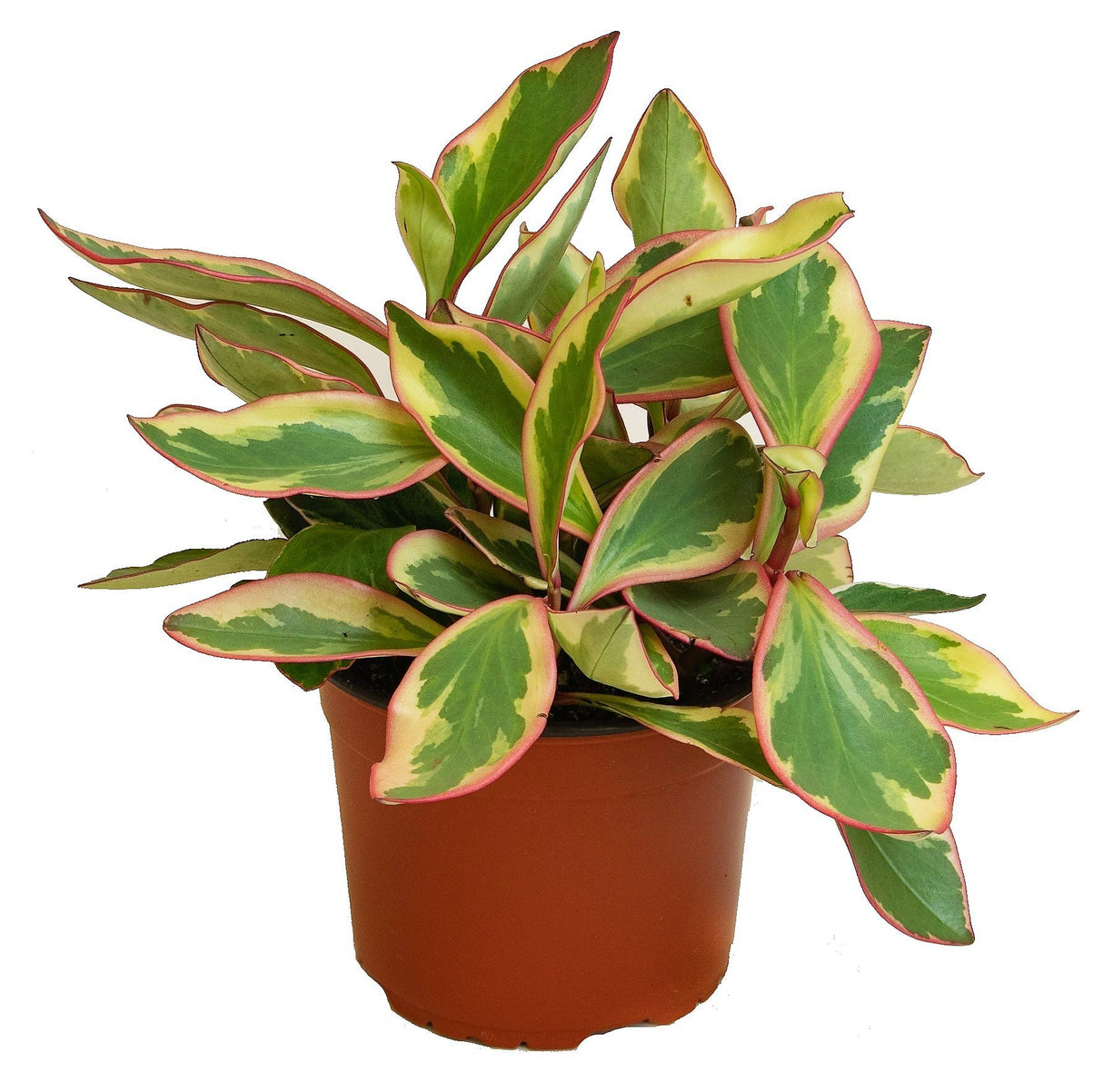 Peperomia Ginny – Tri-Color Peperomia with Variegated Foliage