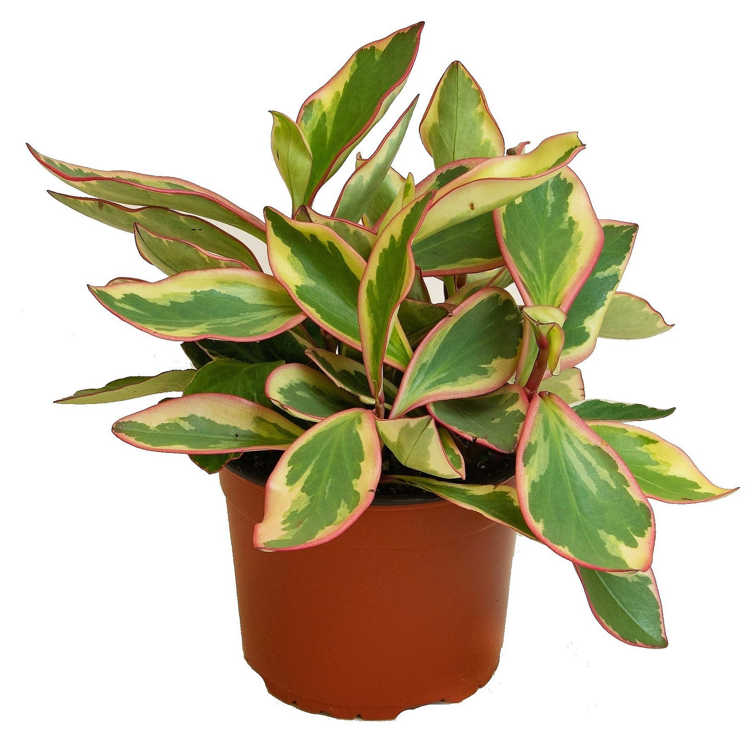 Peperomia Ginny – Tri-Color Peperomia with Variegated Foliage