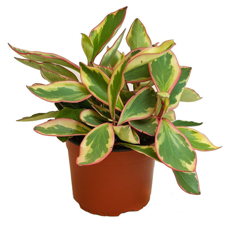 Peperomia Ginny – Tri-Color Peperomia with Variegated Foliage