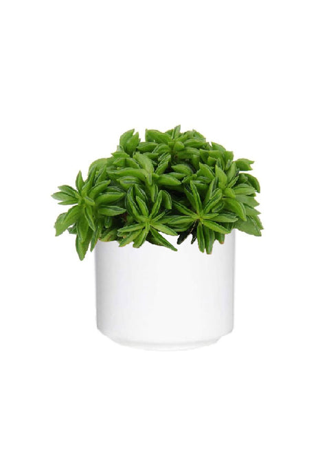 Peperomia Happy Bean plant with slender, bean-like green leaves in a minimalist ceramic pot, styled on a modern indoor table