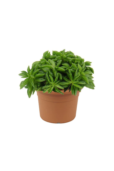 Peperomia Happy Bean – Easy-Care Indoor Plant