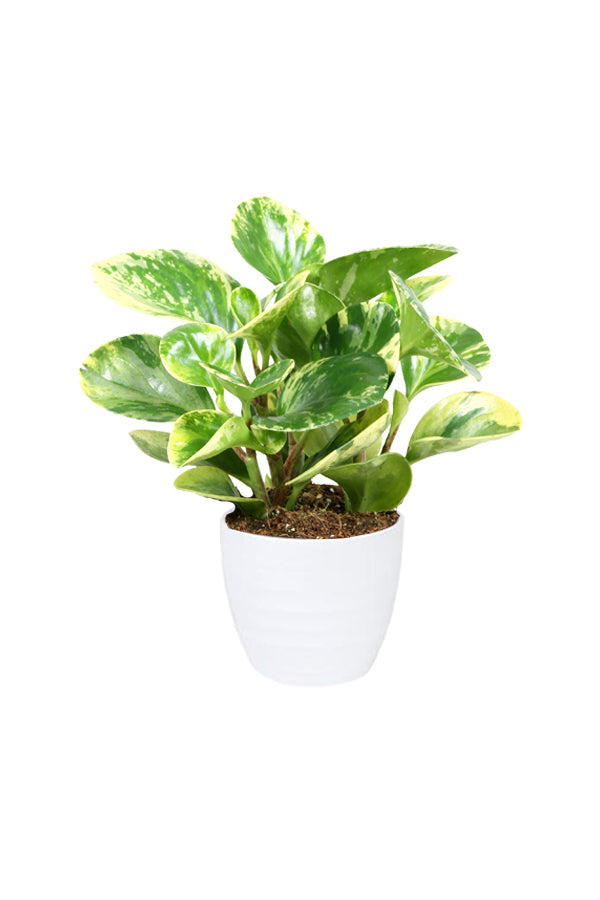 Peperomia White Marble – Peperomia Obtusifolia plant with thick, variegated green and white leaves in a decorative pot.
