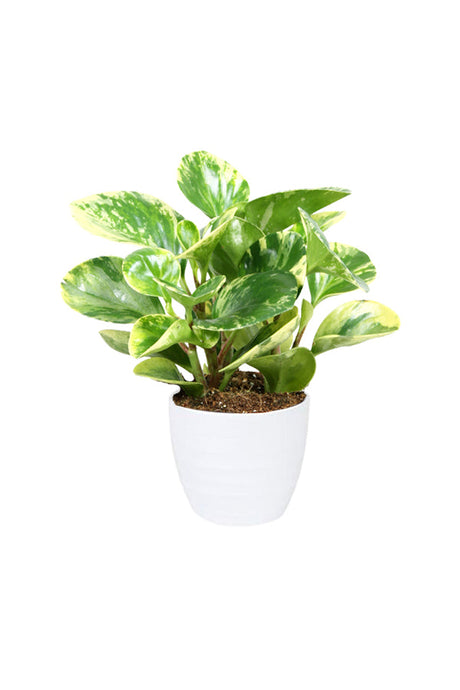 Peperomia White Marble – Peperomia Obtusifolia plant with thick, variegated green and white leaves in a decorative pot.