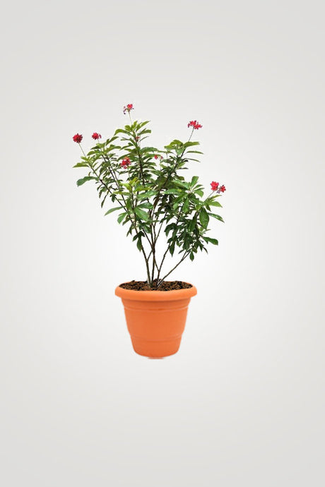 Balcony In Bloom – Beautiful Balcony Plants for Your Outdoor Oasis