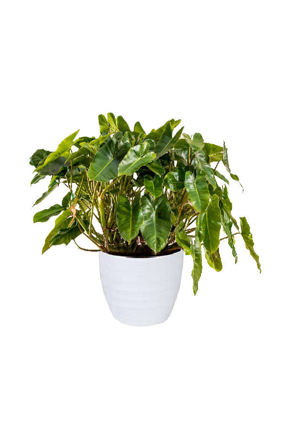 Philodendron Burle Max – Indoor plant with lush green leaves in modern interior decor for UAE homes
🧾 Collection Description (SEO Optimized)
Create a Lush Indoor Garden with the Philodendron Burle Max
At Plantsworld.ae, our Indoor Plants Collection offers a variety of plants that add beauty and fresh air to your indoor space. One of the most popular plants in this collection is the Philodendron Burle Max, known for its unique, vibrant green leaves and easy maintenance. This elegant indoor plant is perfec