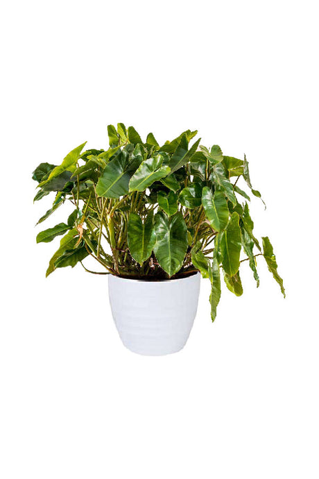 Philodendron Burle Max – Indoor plant with lush green leaves in modern interior decor for UAE homes
🧾 Collection Description (SEO Optimized)
Create a Lush Indoor Garden with the Philodendron Burle Max
At Plantsworld.ae, our Indoor Plants Collection offers a variety of plants that add beauty and fresh air to your indoor space. One of the most popular plants in this collection is the Philodendron Burle Max, known for its unique, vibrant green leaves and easy maintenance. This elegant indoor plant is perfec