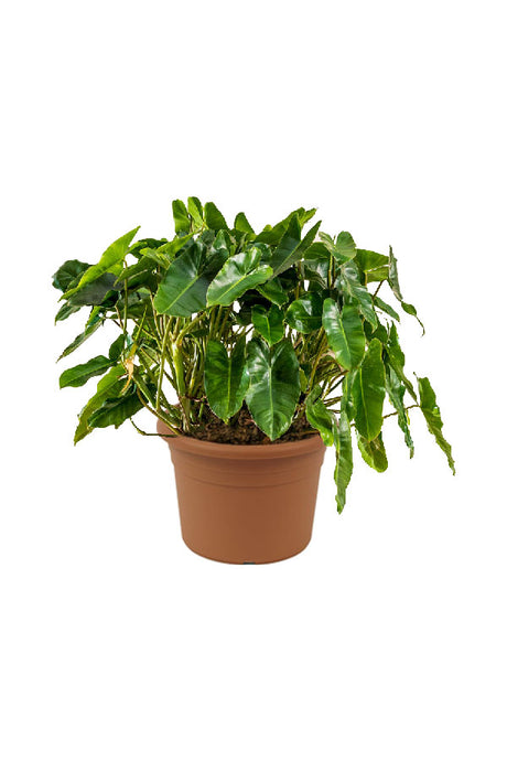 Philodendron Burle Max – Easy-Care Indoor Plant
