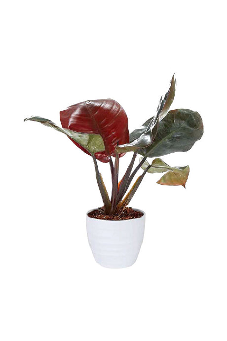 Philodendron Black Congo – Dark green glossy foliage indoor tropical plant in modern ceramic pot