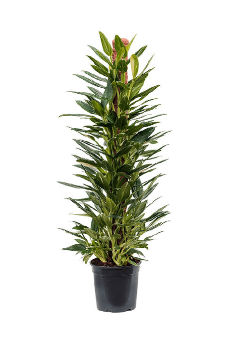 Philodendron Cobra – Variegated Compact Hybrid for Indoor Plant Styling