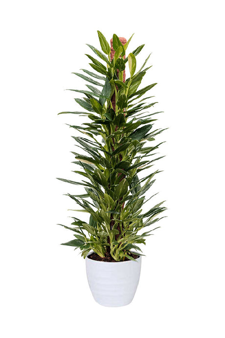 Philodendron Cobra – Compact bushy aroid with green and cream variegated foliage in indoor pot