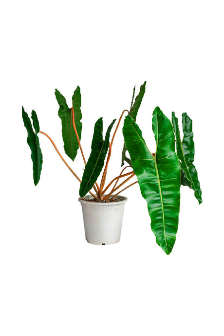 Philodendron Billietiae – Long glossy green leaves with orange stems in modern indoor plant decor, UAE