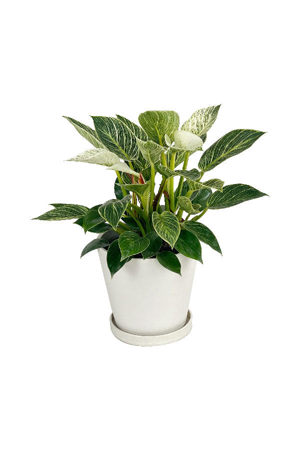 Philodendron Birkin - Indoor Plant