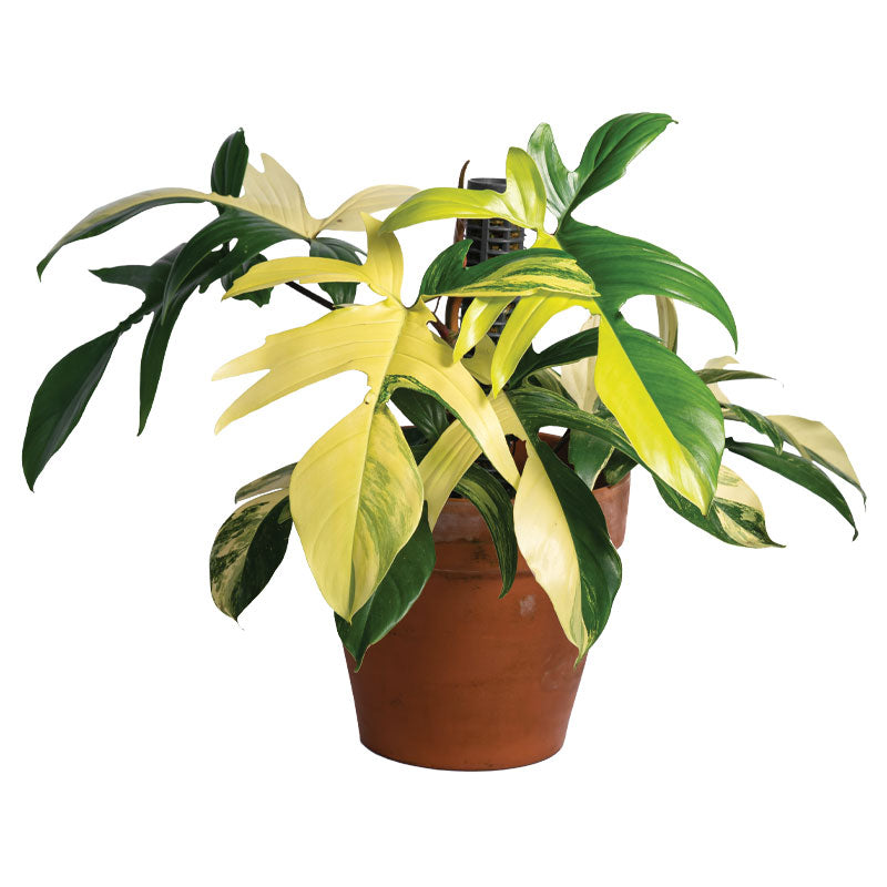 Philodendron Florida Beauty – Philodendron pedatum ‘Florida Beauty’