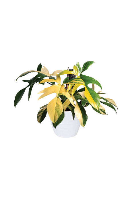 Philodendron Florida Beauty – Rare variegated Philodendron with colorful leaves in stylish indoor setting